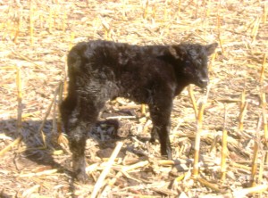 Newborn Baby Calf At Our Farm