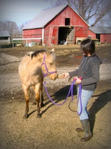 Brushing The Mud Off Our Weanling Stud Colt