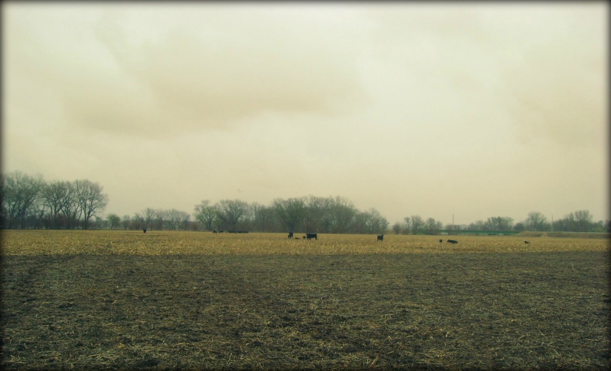 Walking Out Through The Cornfield 