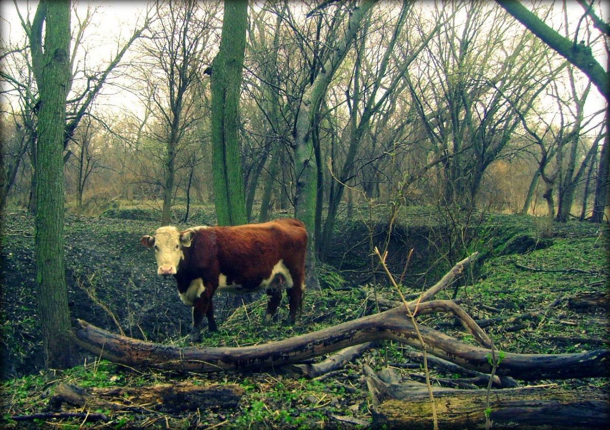 My Hereford Mama Cow