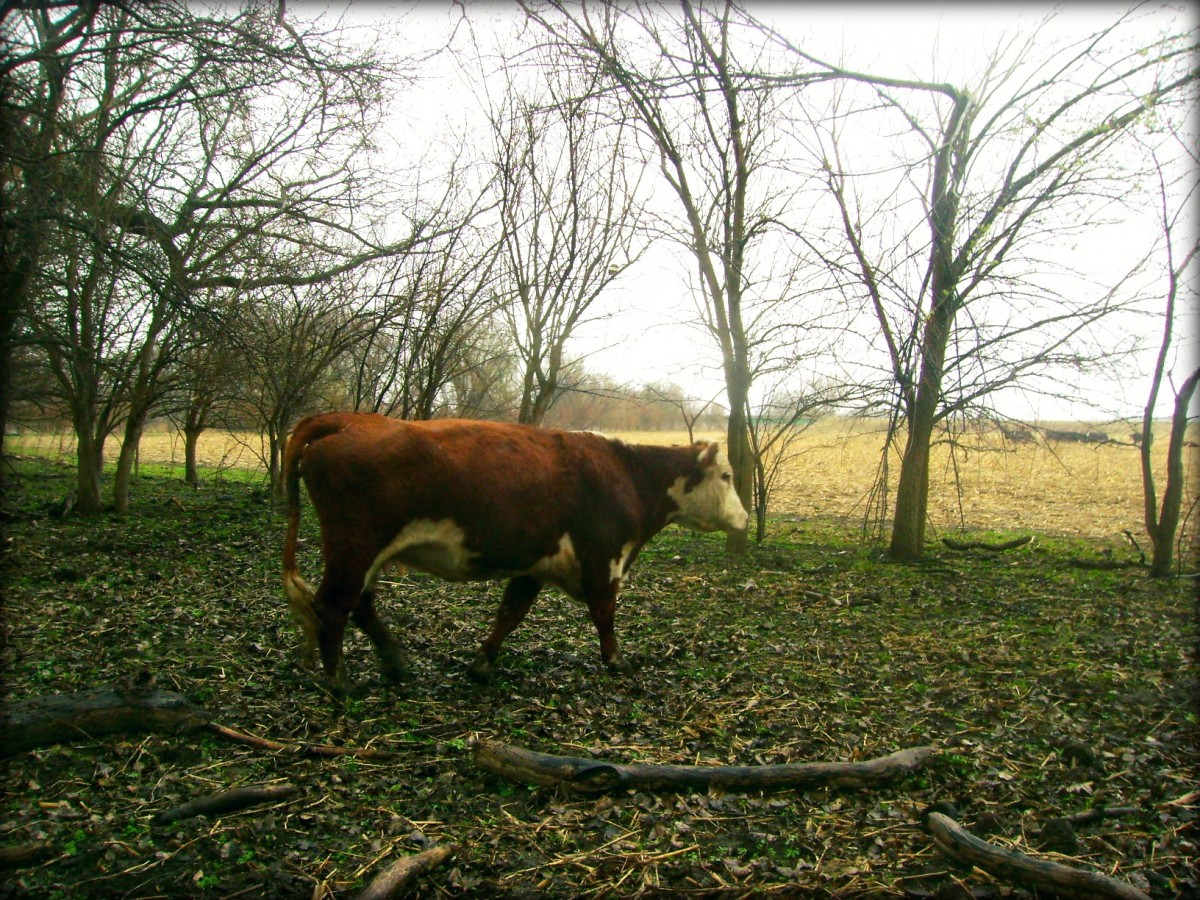 Driving the Cow Out Of the Woods