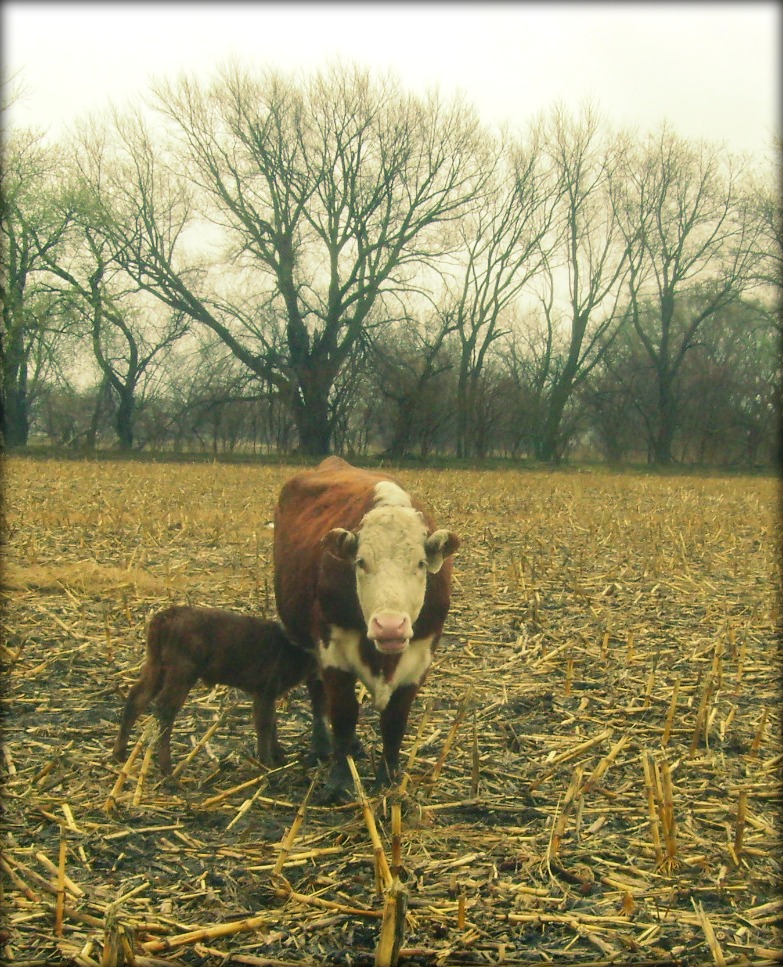 Hereford Cow and Adopted Baby
