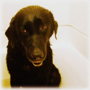 Our Black Lab Dog Bullet Having A Bath