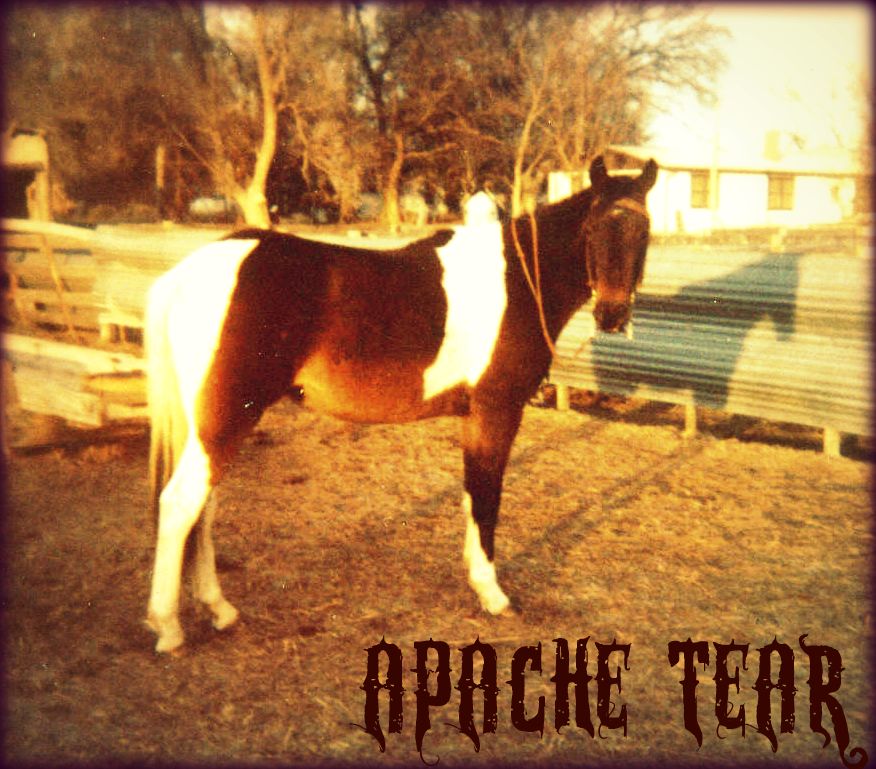 Apache as a 3 Year Old, December 1983