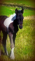 Brown and White Paint Foal