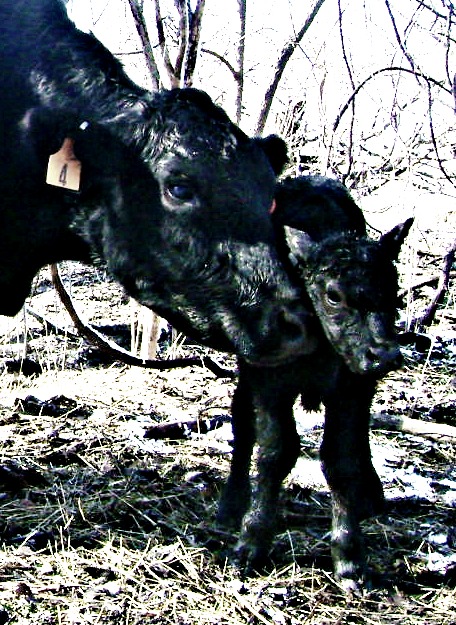 Number 4 and her Black Calf