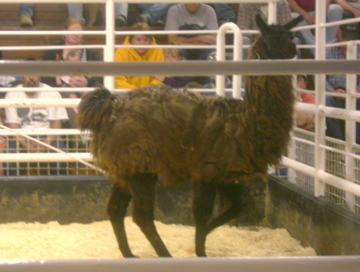 Male Llama at the Cattle Auction