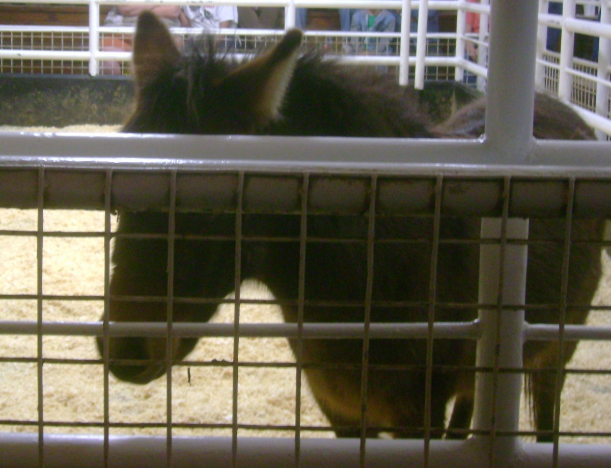 Fuzzy Yearling Donkey Jack