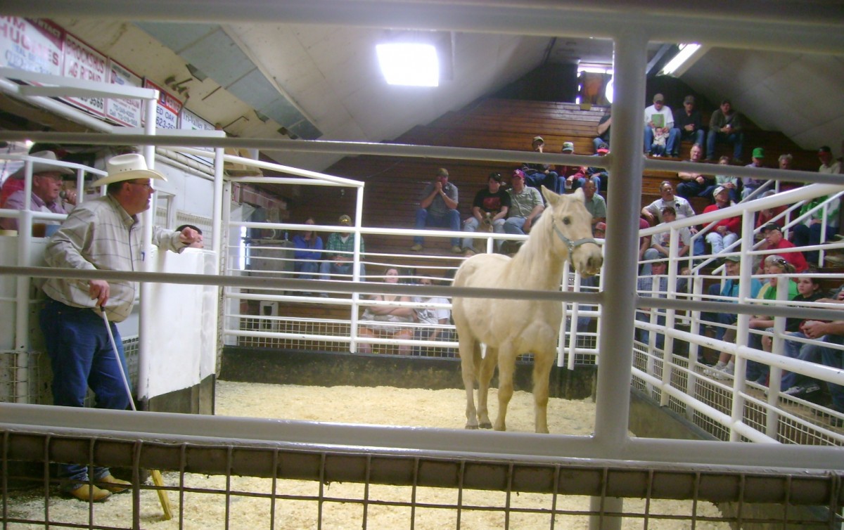 Five Year Old Palomino Gelding Selling at Auction