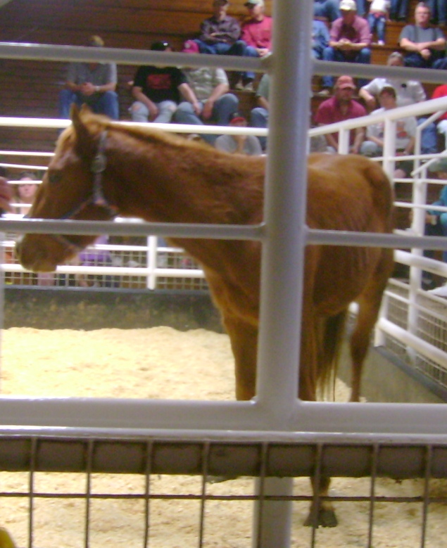 Skinny Stallion at the Sale Barn