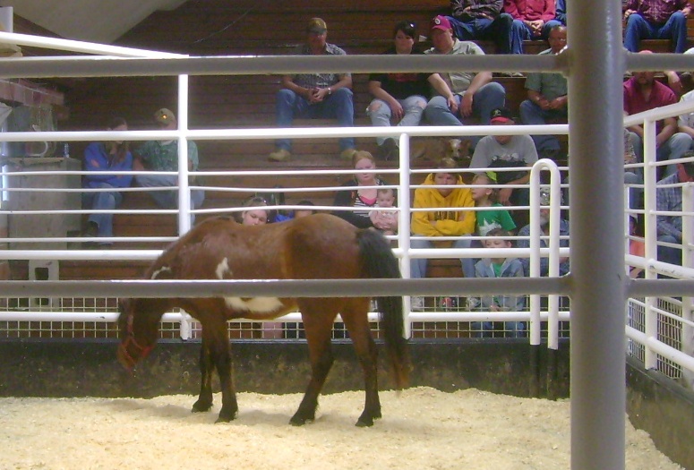 Five Year Old Bay Paint Pony at Auction