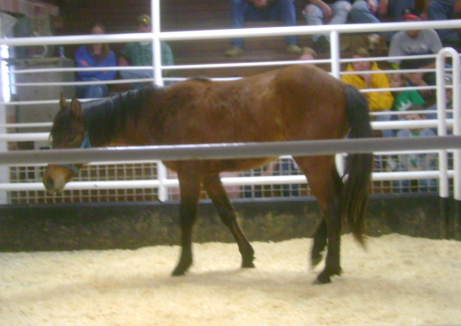 Yearling Bay Stallion at Auction