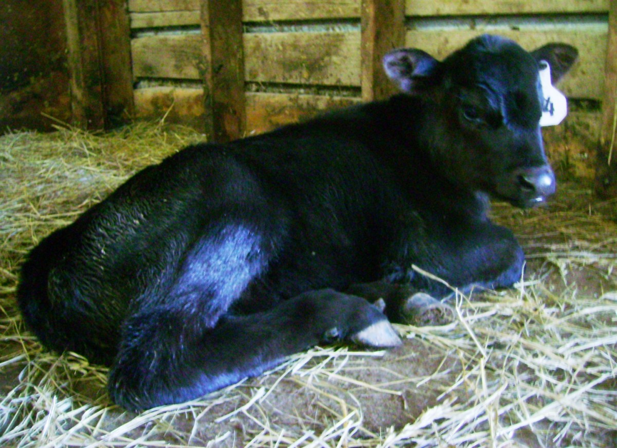Baby Black Calf Lying in the Hay