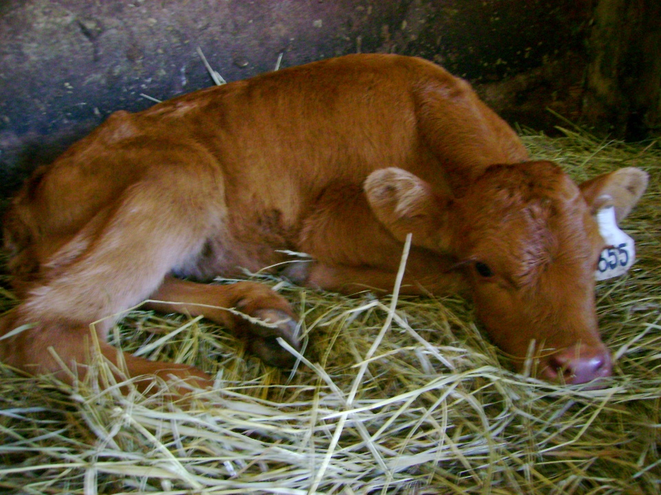 Baby Red Calf Lying in the Hay