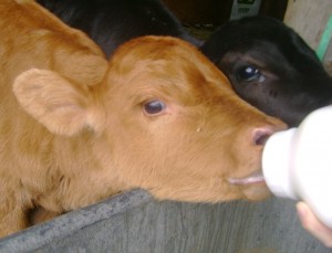 Feeding the Bottle Calves