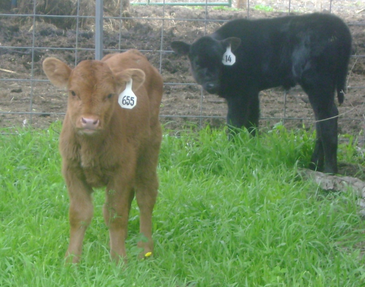 The Bottle Calves in their Outdoor Pen