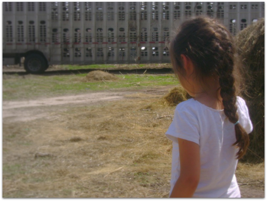 Our Daughter Watching the Cattle Unload