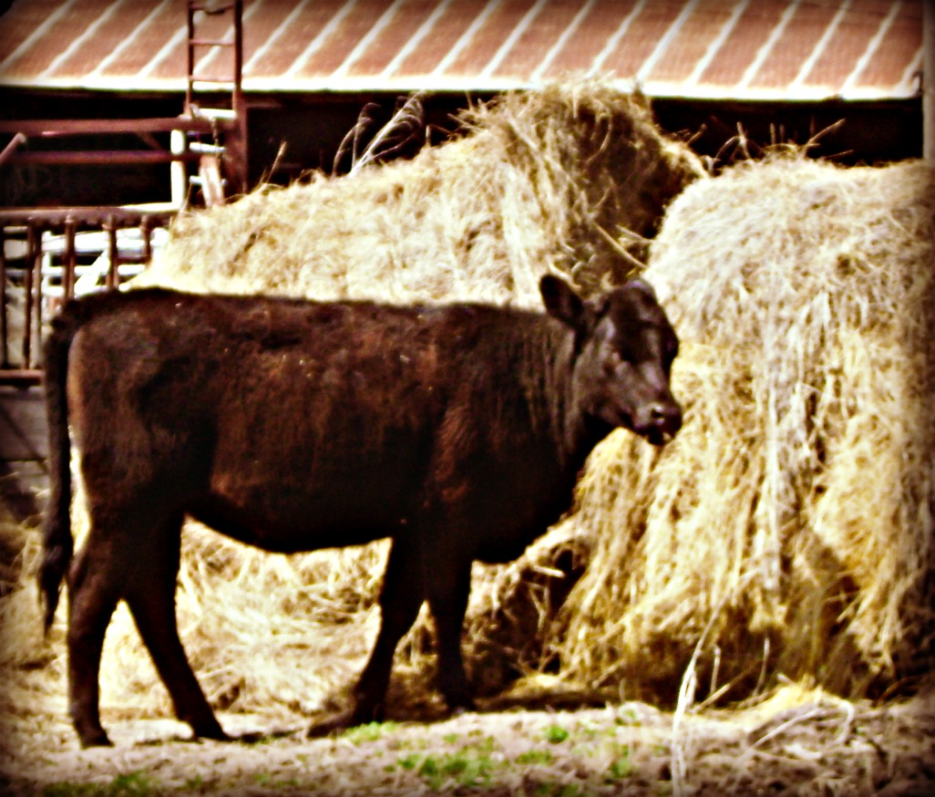 Black Yearling Heifer