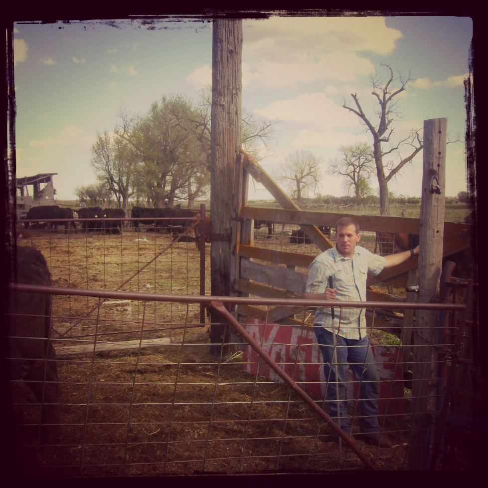 Cowboy Dad Sorting Cattle