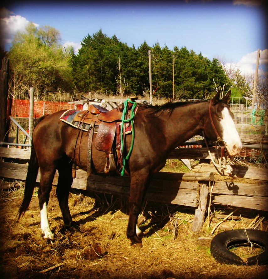 The Horse I Was Riding