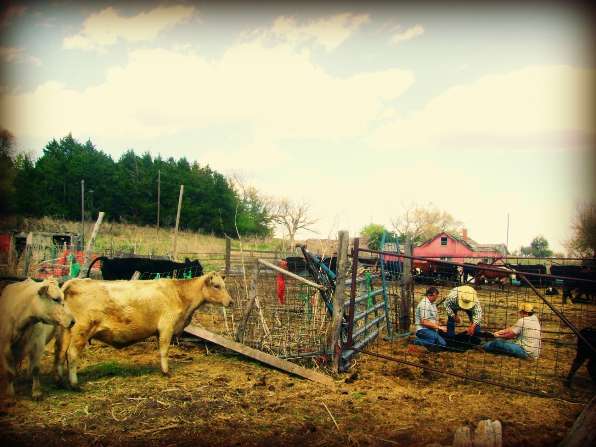 The Cows Looking For Their Calves