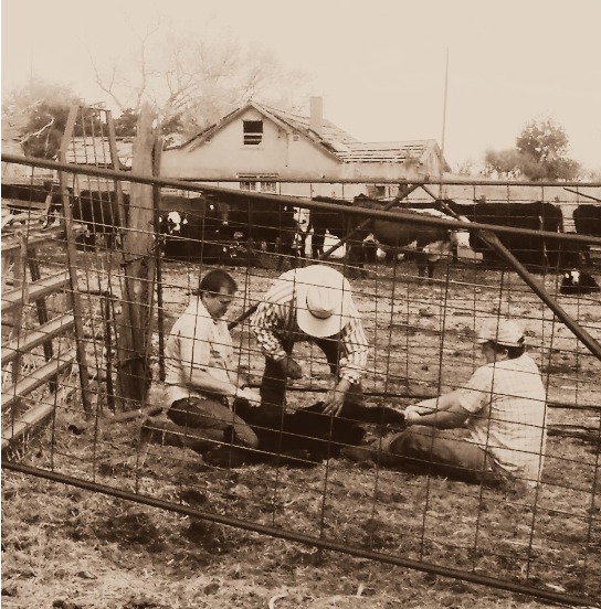 Branding Calf