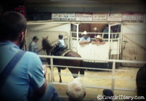 Horse Selling At Auction