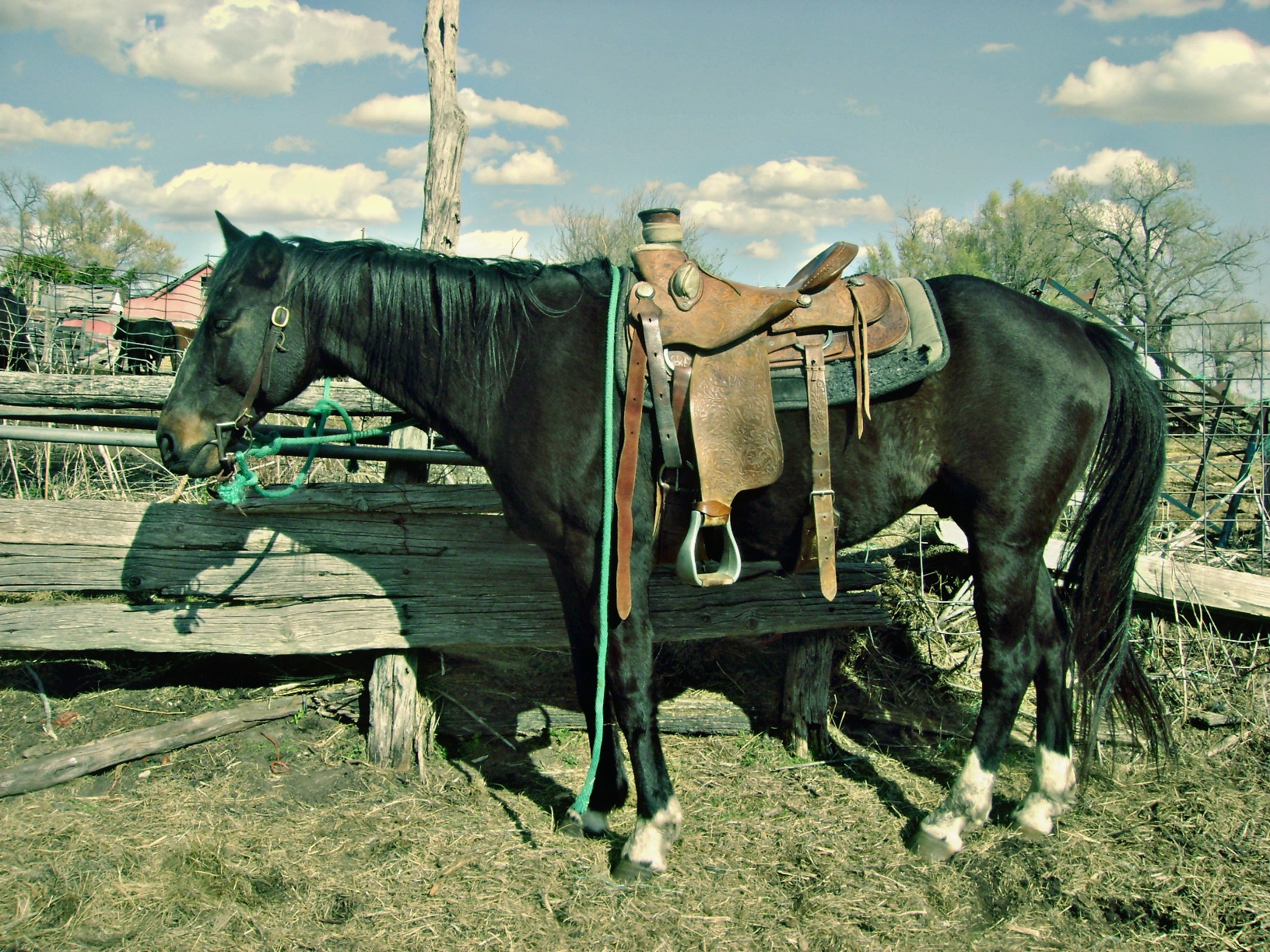 A Ranch Horse
