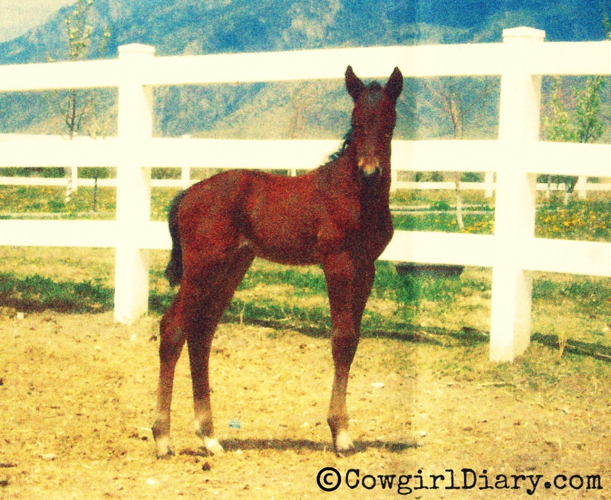 Hickory's 2012 Bay Stud Colt