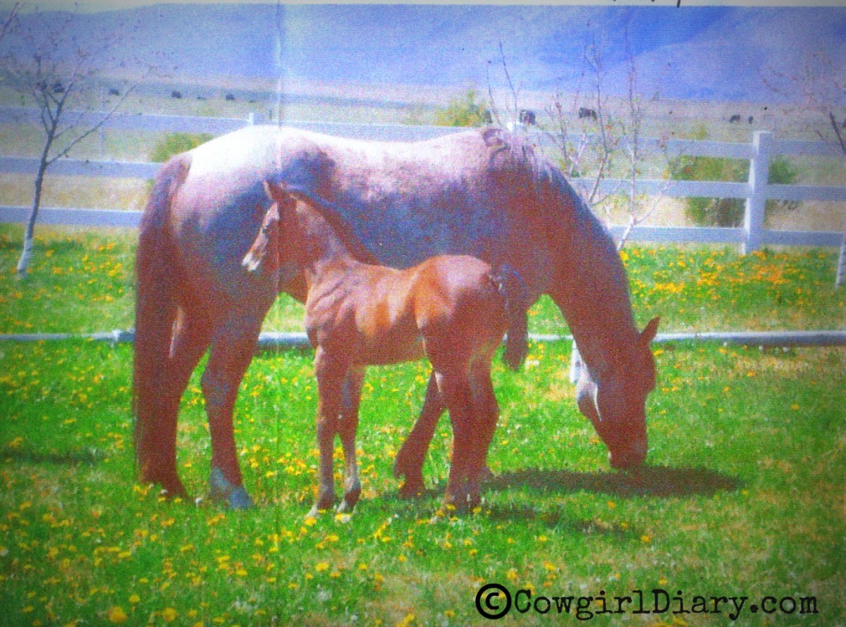 Ruby Red's 2012 Bay Roan Filly