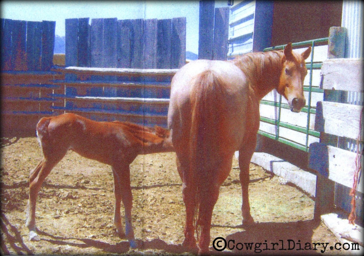 Lazaroni's 2012 Red Roan Filly