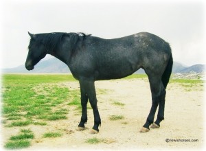 Bluebird, Dad and Mom's New Mare