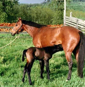 True Colors and her Foal