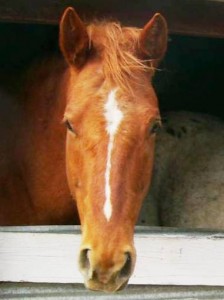 My Mare Daisy