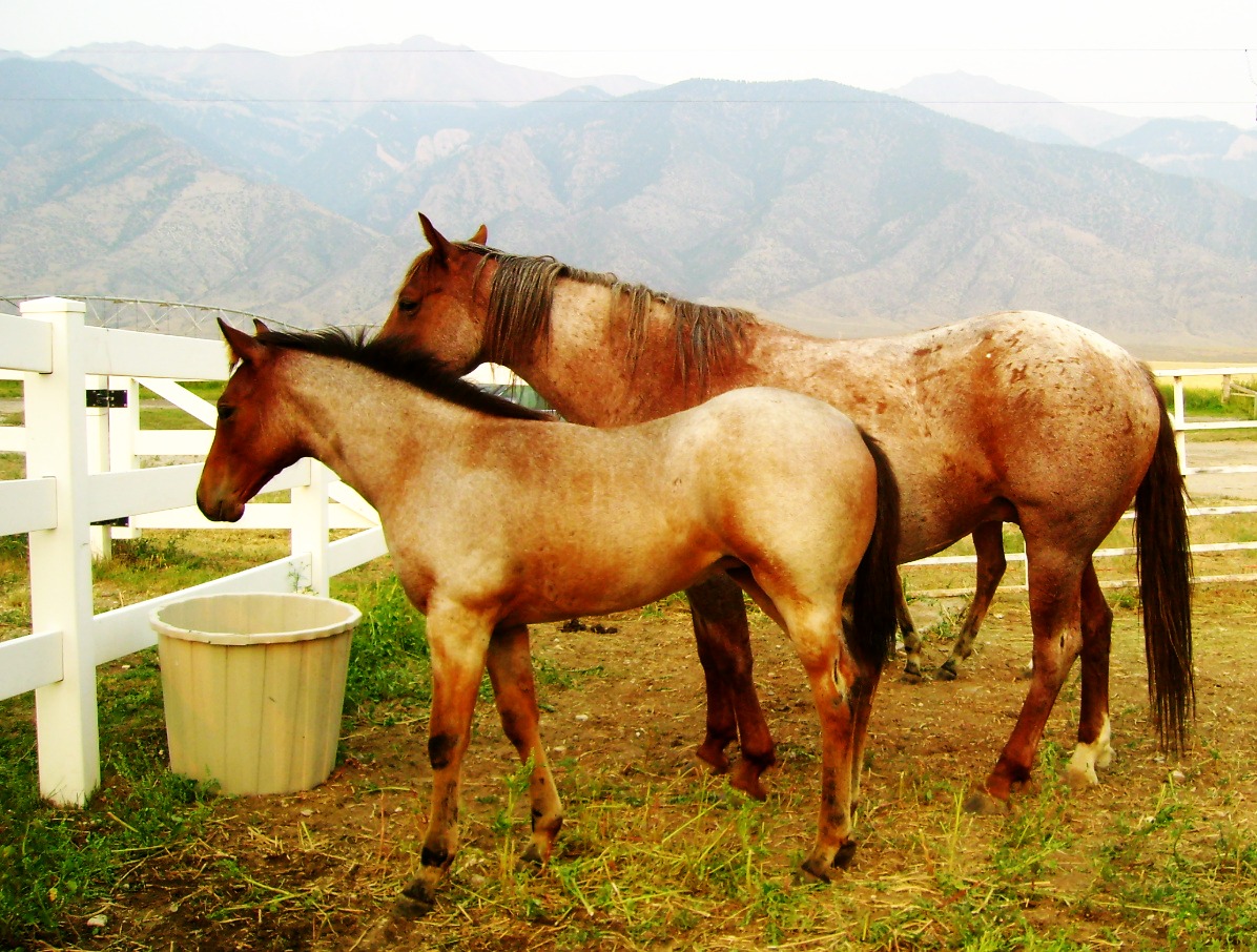 Red Roan Mare and 2012 Foal