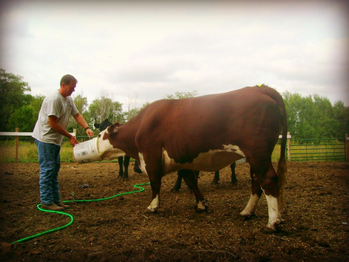 Cowboy Dad feeding Dorothy, 2012