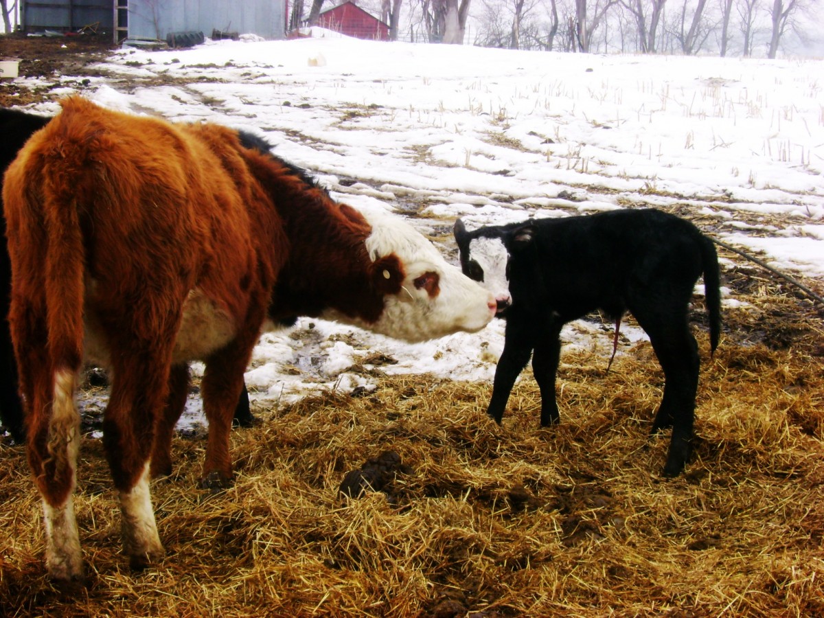 Dorothy the hereford cow, March 2010