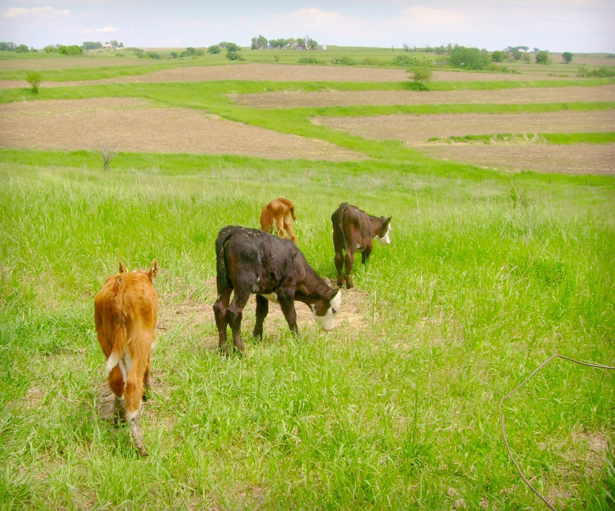 Dorothy as a Baby Calf, Spring of 2008