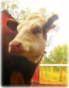 Dorothy the hereford cow, summer 2012