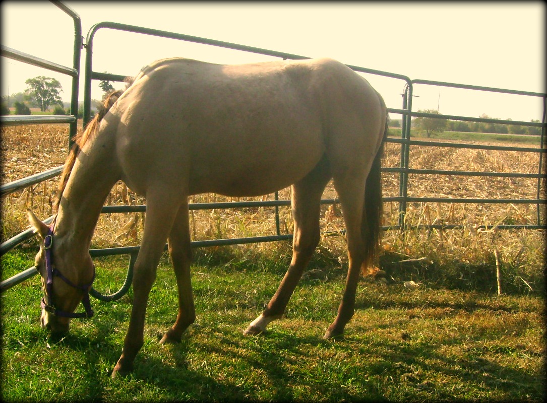 The Yearling Buckskin Colt, September 25, 2012