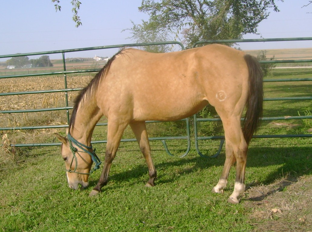 The Buckskin Mare, September 25, 2012