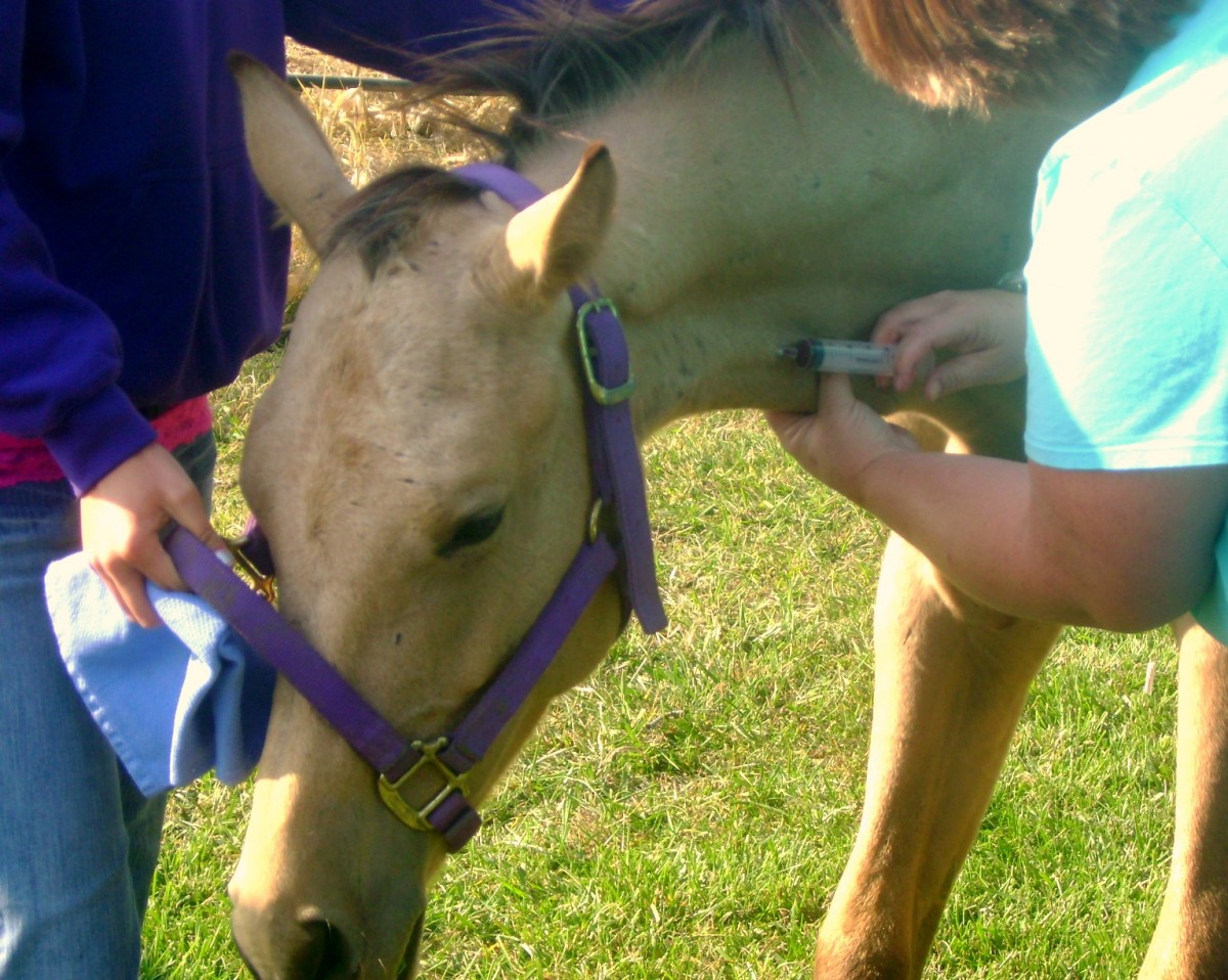 Veterinarian Care for Horses