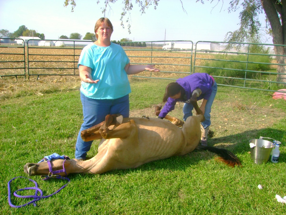 The Vet Explaining the Horse's Care