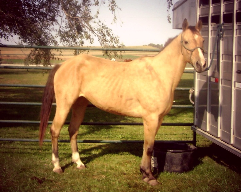 The Buckskin Mare, September 25, 2012