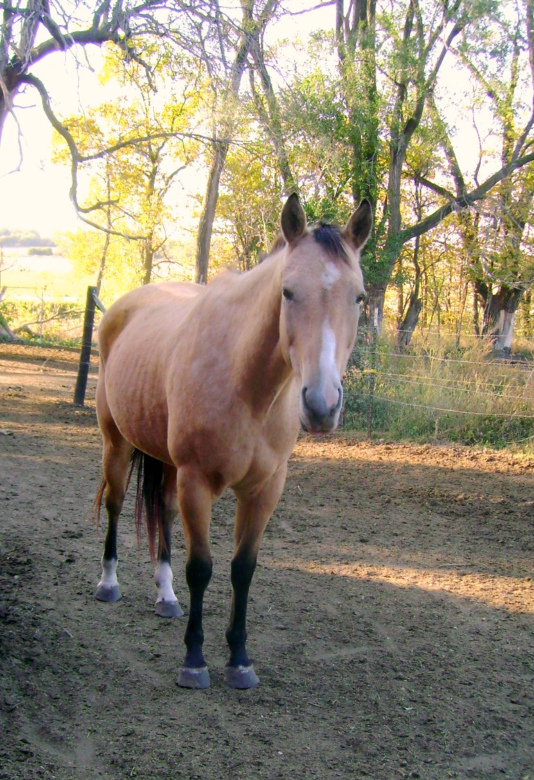 My Buckskin Mare Penny