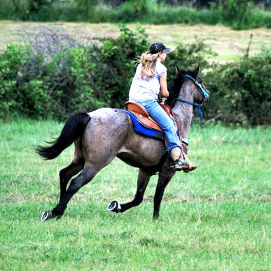 Running Blue Roan