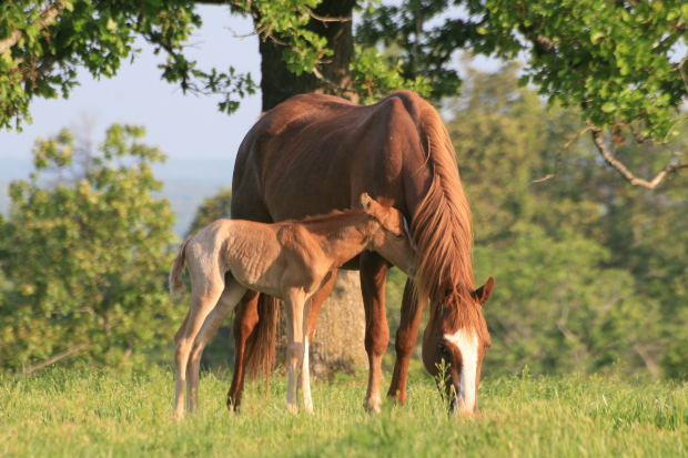 How To Choose A Horse With A Good Disposition