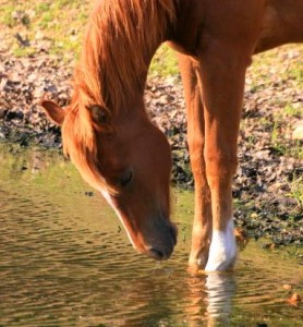 Teaching A Horse To Walk Through Water