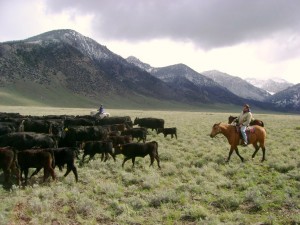 Driving Cattle In The Mountains of Idaho
