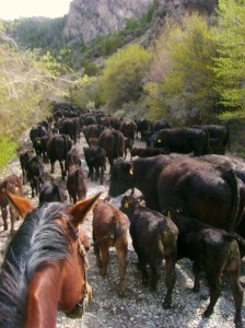 Driving Cattle Up Pass Creek Road in Idaho